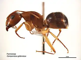 Camponotus discors