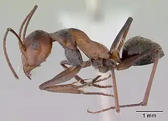 Camponotus donnellani