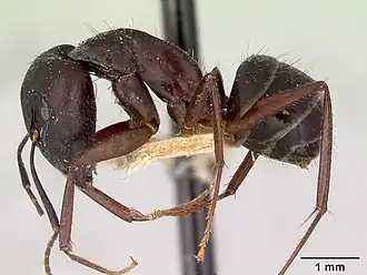 Camponotus dorycus
