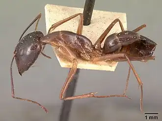 Camponotus dufouri
