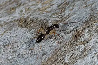 Camponotus elegans