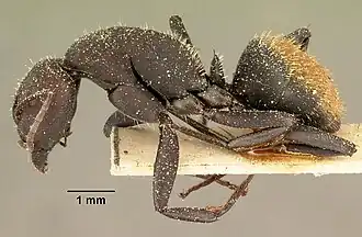 Camponotus ellioti