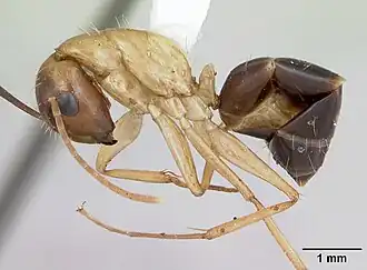 Camponotus eperiamorum