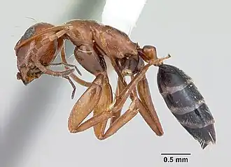 Camponotus erythrocephalus