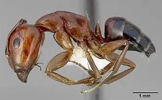 Camponotus essigi