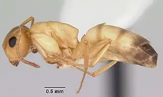Camponotus etiolatus
