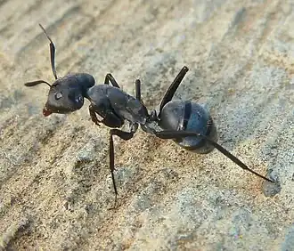 Camponotus eugeniae