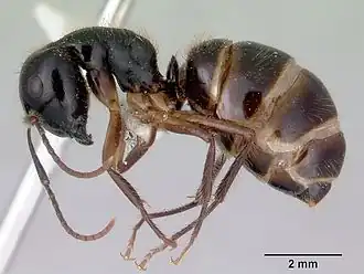 Camponotus evae