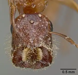Camponotus excavatus