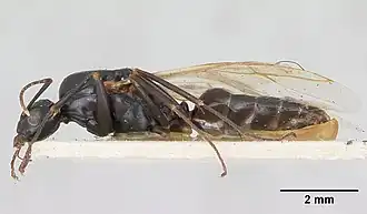 Camponotus fallax