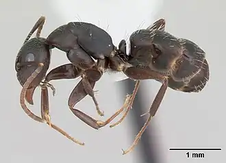 Camponotus fastigatus