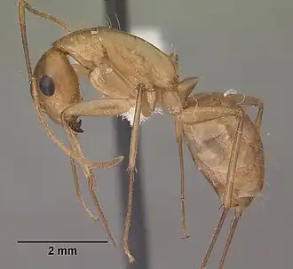 Camponotus festinatus