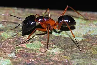 Camponotus festinus
