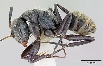 Camponotus flavicomans