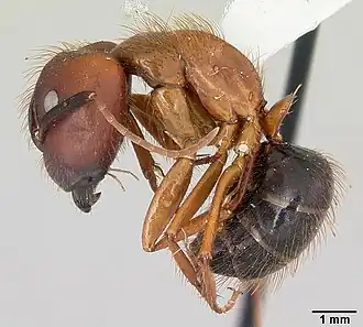 Camponotus floridanus