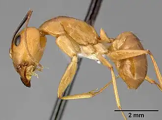 Camponotus fragilis