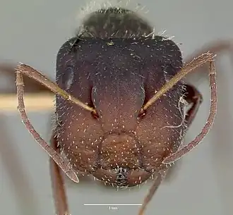 Camponotus frontalis
