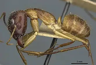 Camponotus fumidus