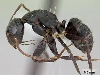Camponotus germaini