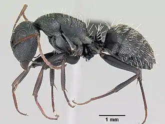 Camponotus grandidieri
