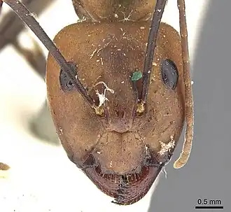 Camponotus habereri