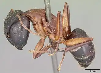 Camponotus hagensii