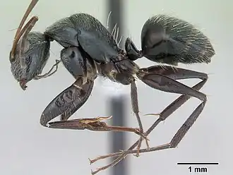 Camponotus helleri