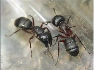 Camponotus herculeanus