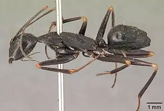 Camponotus hildebrandti