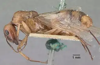 Camponotus hova