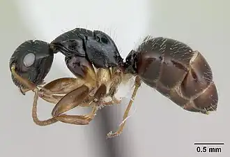 Camponotus iheringi