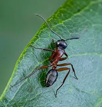 Camponotus innexus