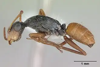 Camponotus innocens