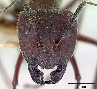 Camponotus intrepidus