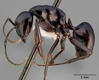 Camponotus quercicola