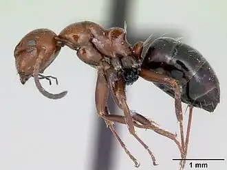 Camponotus lateralis