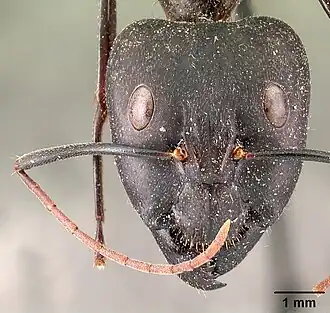 Camponotus legionarium