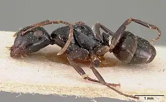 Camponotus leveillei