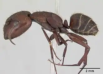 Camponotus leydigi