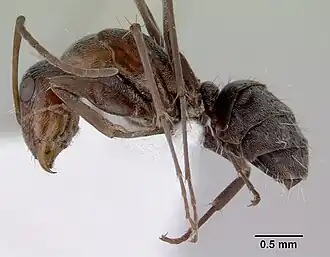 Camponotus longifacies