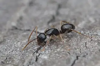 Camponotus lownei