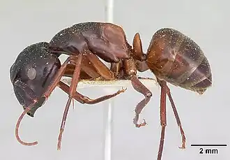 Camponotus maccooki