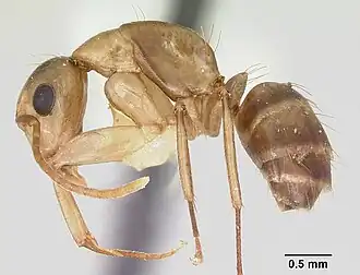 Camponotus macilentus
