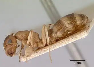 Camponotus macrocephalus