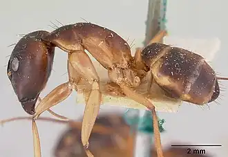 Camponotus maculatus