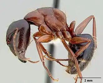 Camponotus maritimus