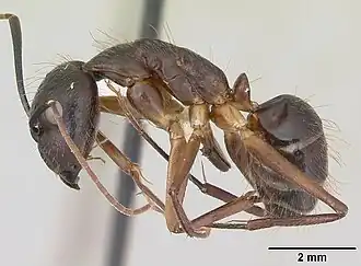 Camponotus melanoticus