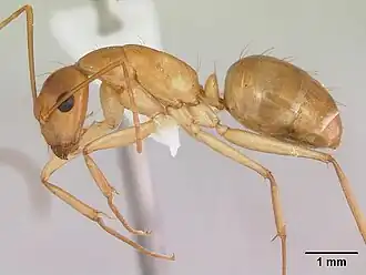 Camponotus microps