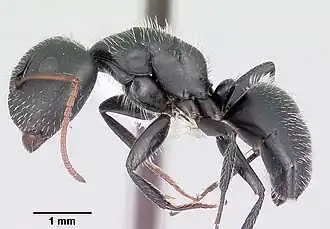 Camponotus mina