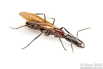 Camponotus mirabilis